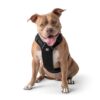 Harness, Non-Chocking,  Travel,  Reflective, Lightweight - Black