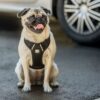 Harness, Non-Chocking,  Travel,  Reflective, Lightweight - Black - Image 4