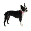 Collar, Reflective  - Neon Pink - Image 4