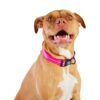 Collar, Reflective  - Neon Pink - Image 2