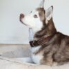 Collar, Leather, Tucson