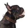 Collar, Leather, Tucson - Image 3