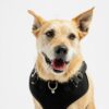 Harness, Dog, Aqua fleece - Black - Image 2