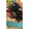 Collar- Dog, Engravable - Image 6